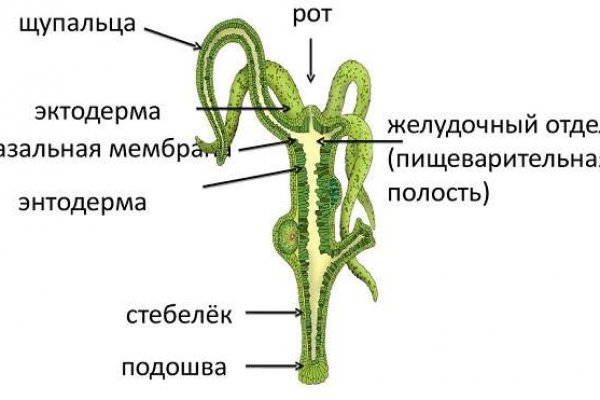 L мега