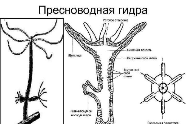 Ссылка на сайт kraken